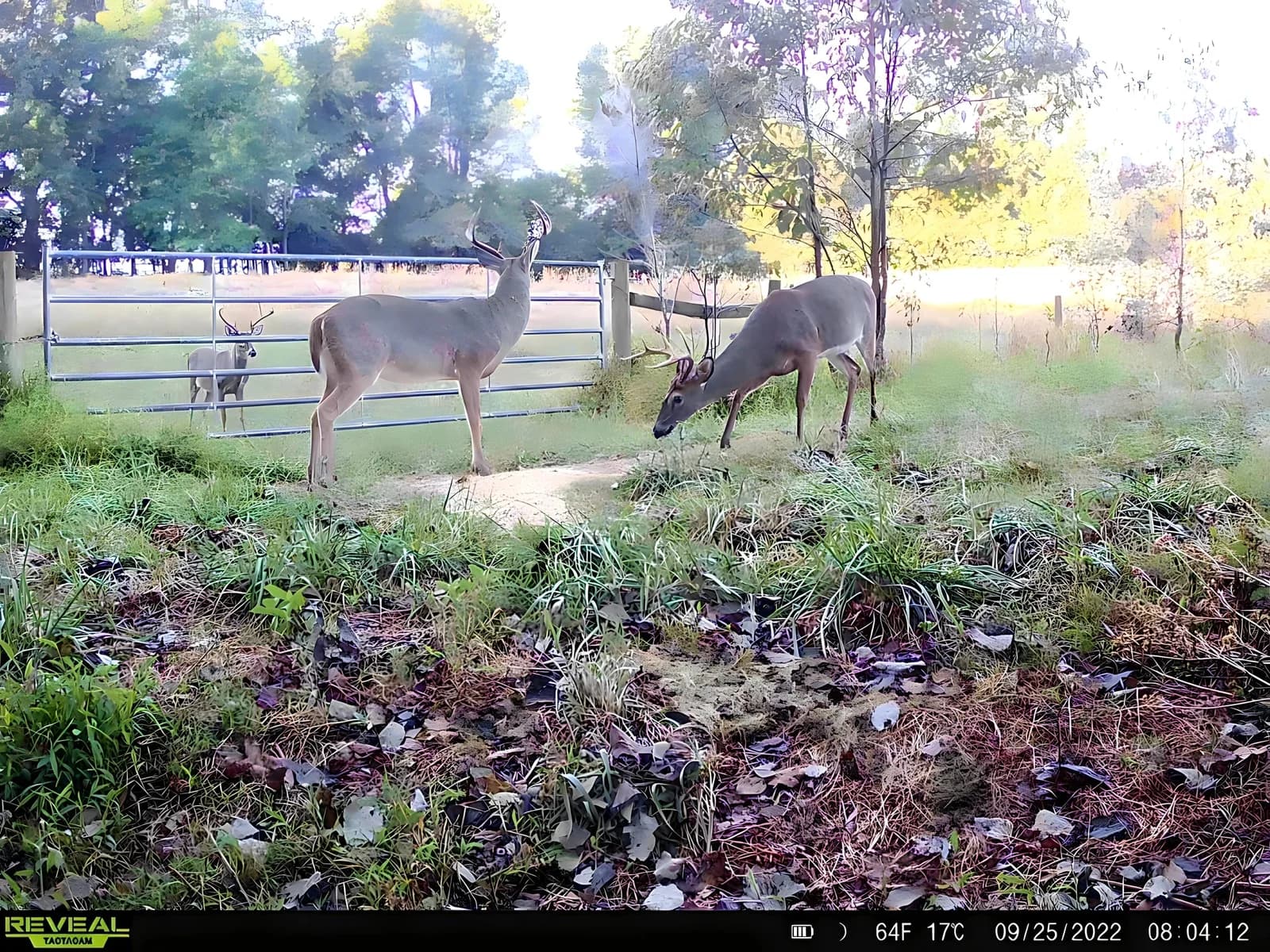 Deer captured by a trail camera, shared on UGLYBUCK’s Bragging Corner