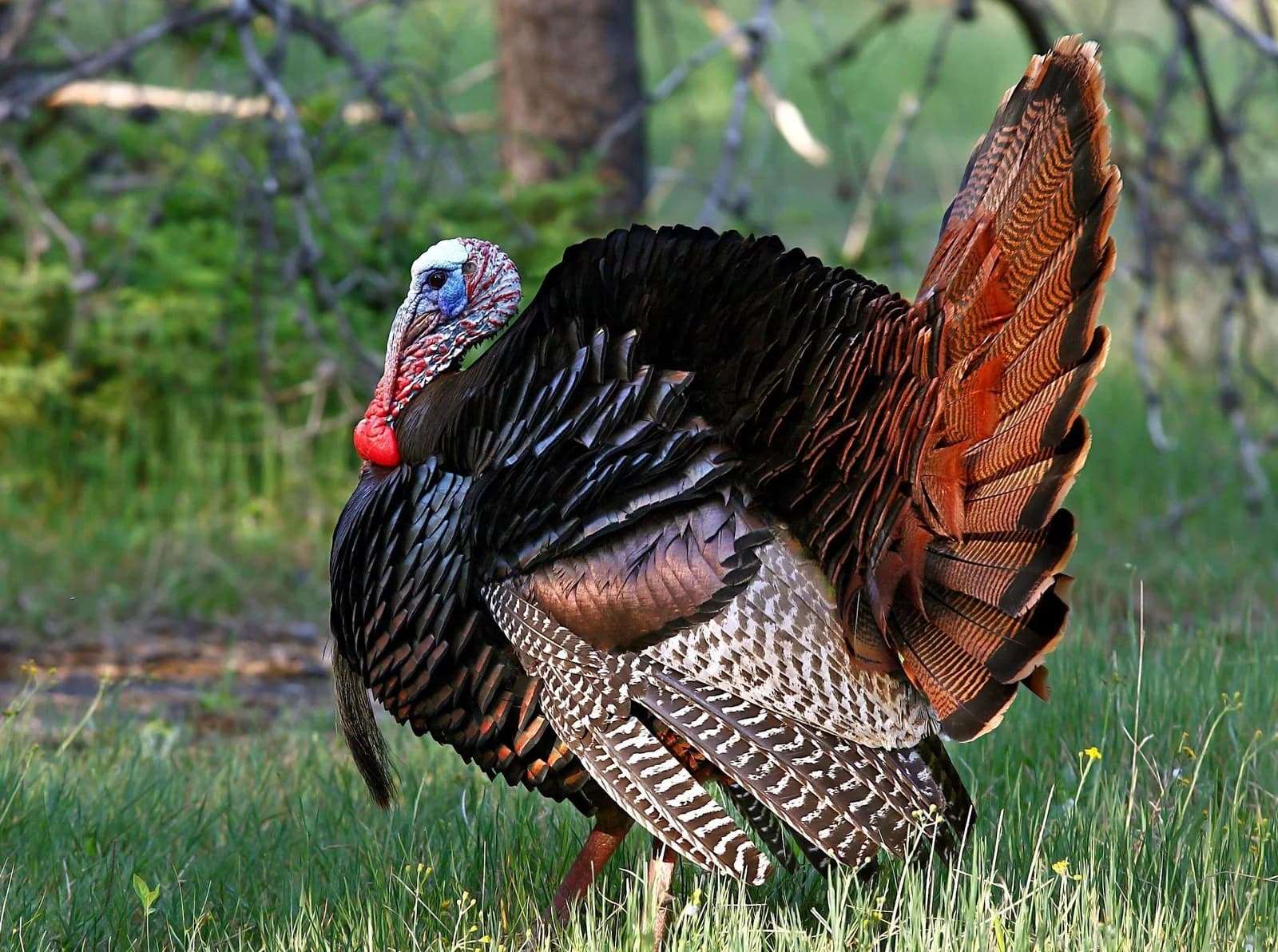 10 OLD-SCHOOL TURKEY HUNTING TIPS
