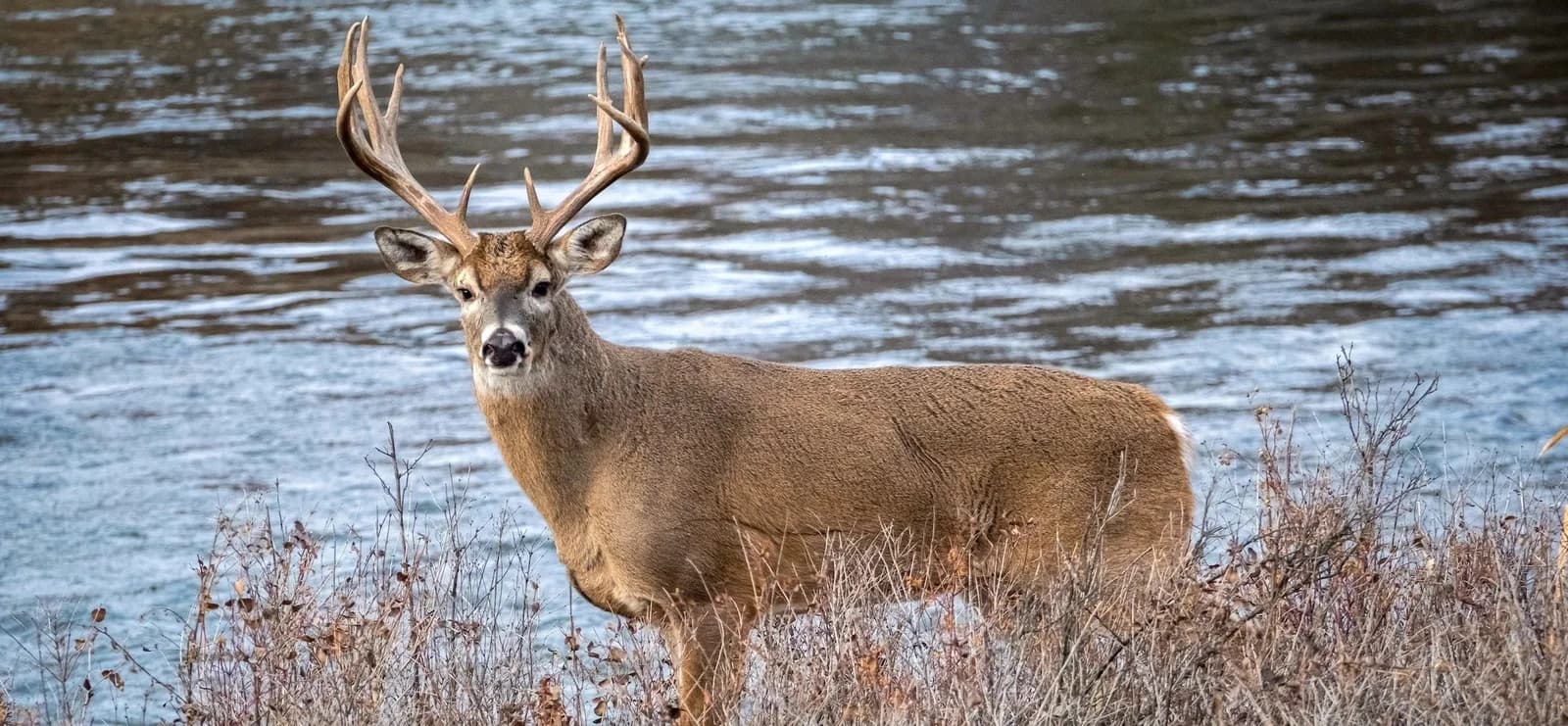 Quenching the Herd's Thirst: Why Water is Essential for Wildlife
