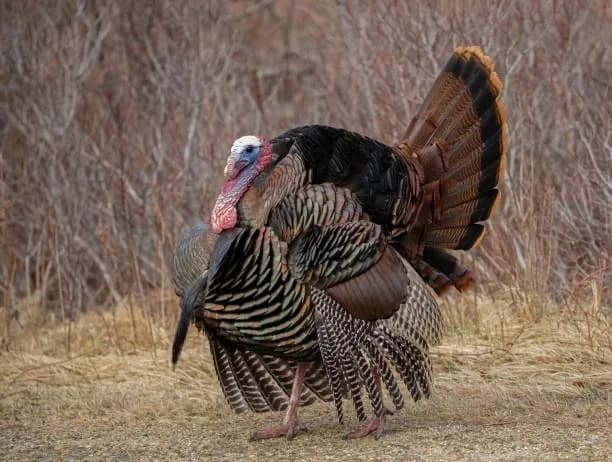 Unveiling the Art of Turkey Hunting, Part 1: The Art of Patience